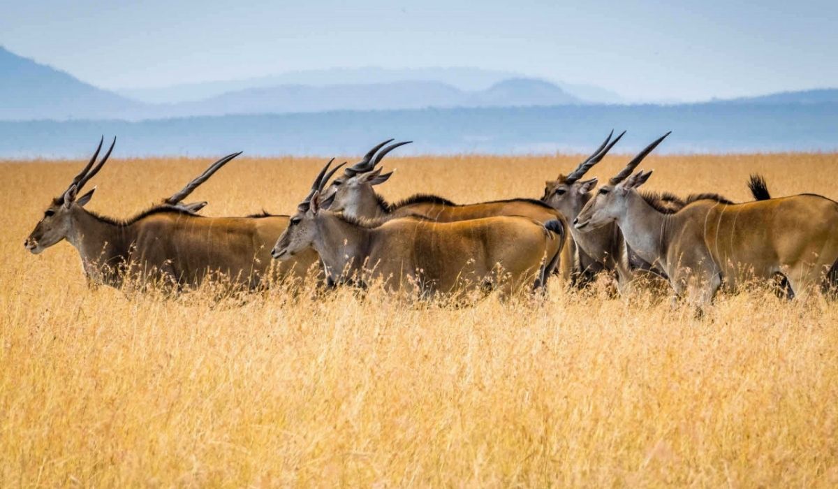 Wildlife